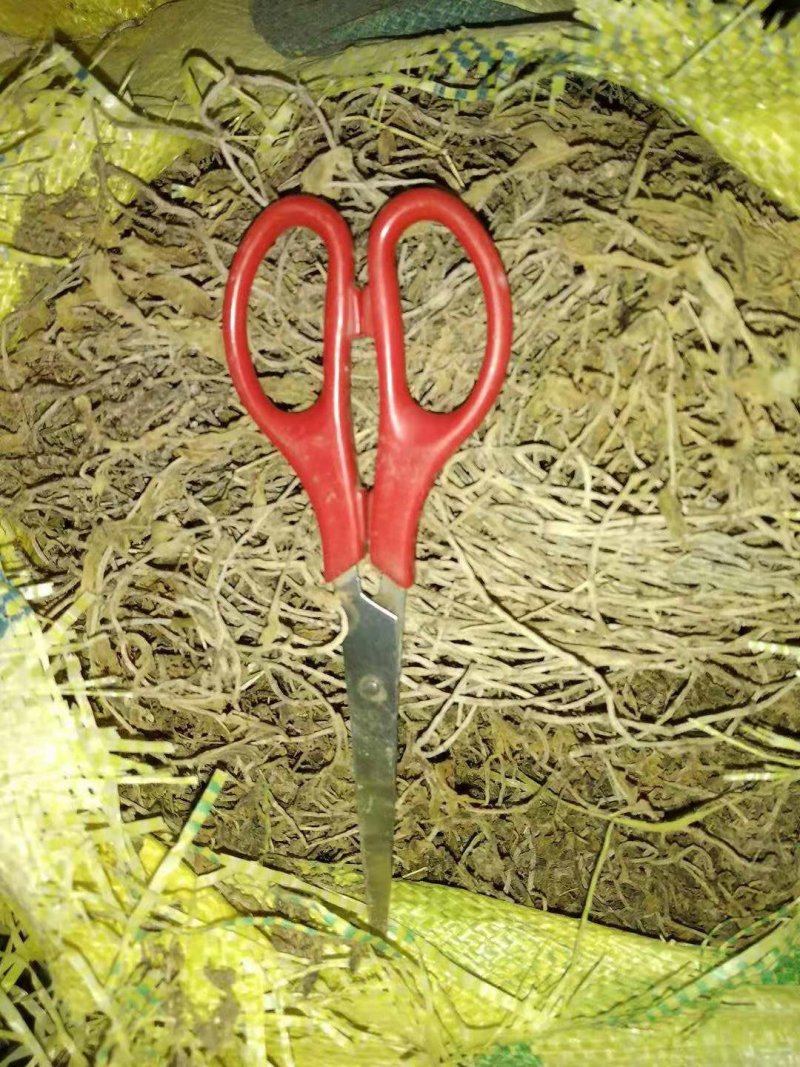 贵州野生药材无硫晒干垂盆草干品药用水洗豆瓣菜干货产地直发