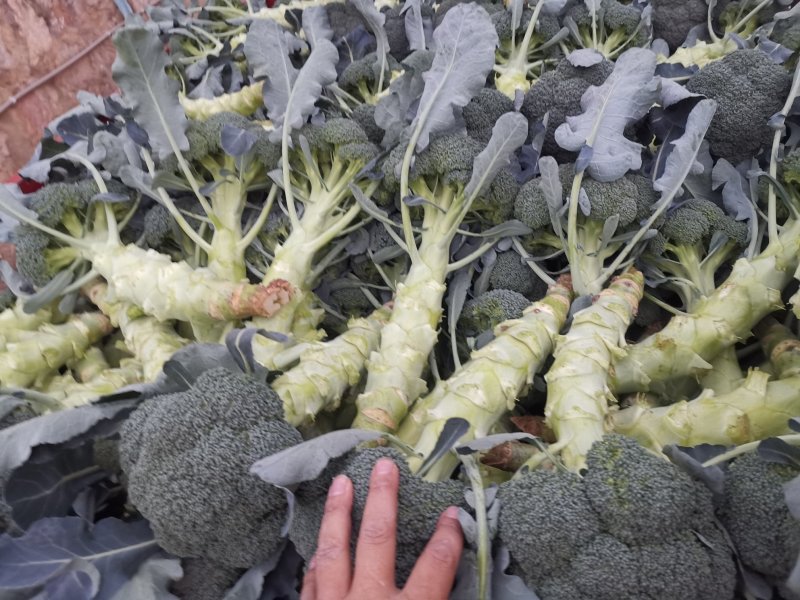 云南高原优选耐寒优秀西兰花一级精品西兰花批发市场商超