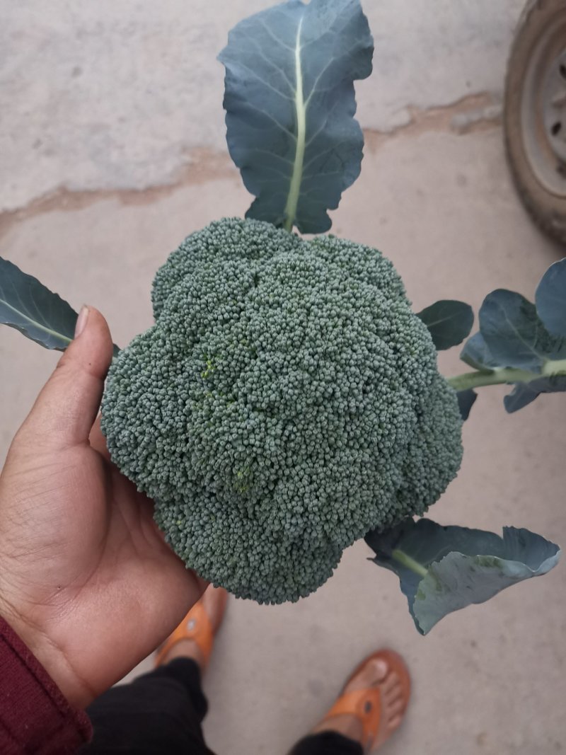 云南高原优选耐寒优秀西兰花一级精品西兰花批发市场商超