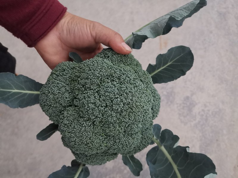 云南高原优选耐寒优秀西兰花一级精品西兰花批发市场商超
