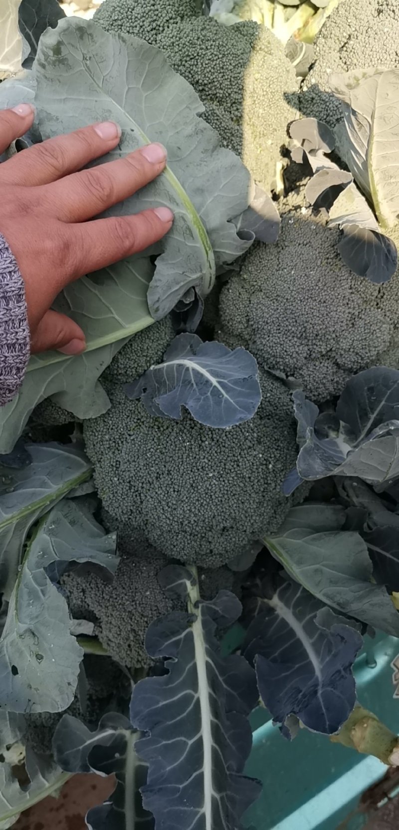 云南高原优选耐寒优秀西兰花一级精品西兰花批发市场商超