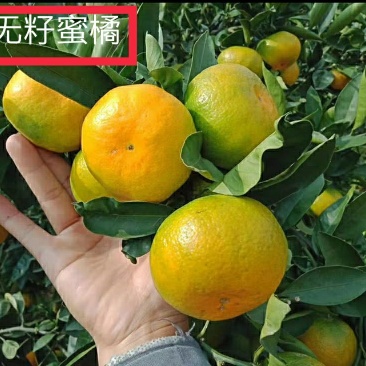 正宗早熟蜜橘苗无核橘子树苗嫁接春见柑橘桔子苗
