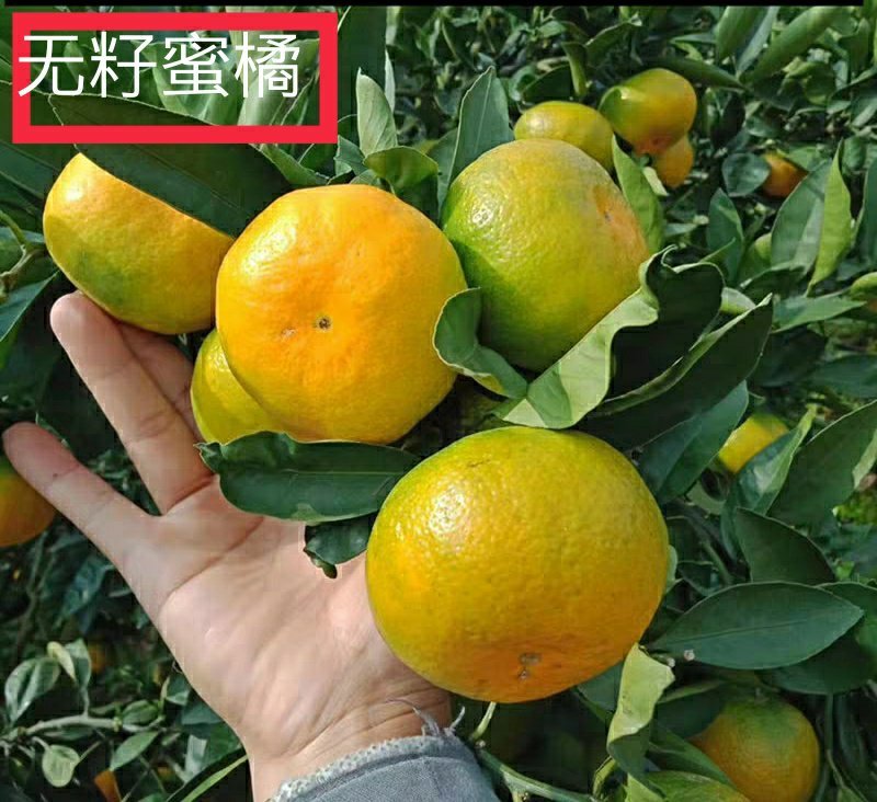 正宗早熟蜜橘苗无核橘子树苗嫁接春见柑橘桔子苗