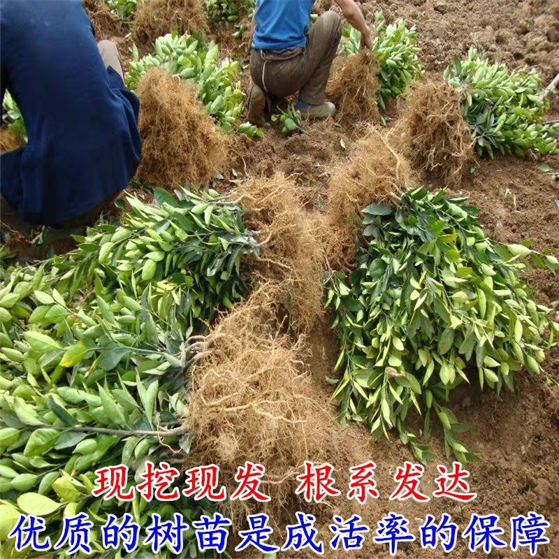 正宗早熟蜜橘苗无核橘子树苗嫁接春见柑橘桔子苗