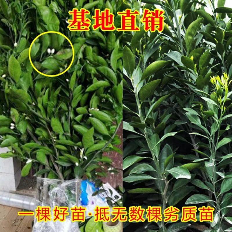 正宗早熟蜜橘苗无核橘子树苗嫁接春见柑橘桔子苗