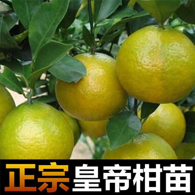 皇帝柑树苗正宗德庆皇帝柑苗贡柑苗果树苗柑橘树苗