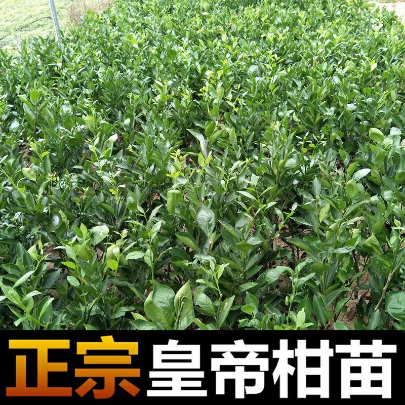 皇帝柑树苗正宗德庆皇帝柑苗贡柑苗果树苗柑橘树苗