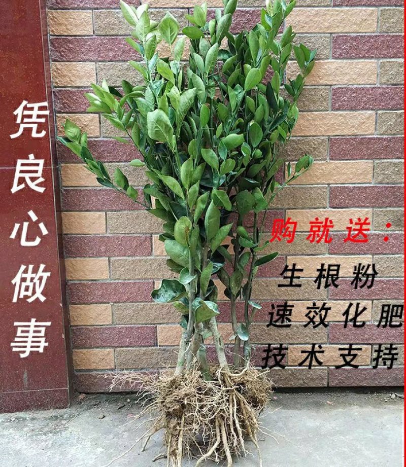 皇帝柑树苗正宗德庆皇帝柑苗贡柑苗果树苗柑橘树苗