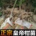 皇帝柑树苗正宗德庆皇帝柑苗贡柑苗果树苗柑橘树苗
