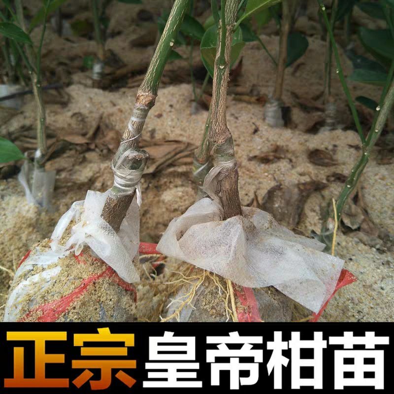 皇帝柑树苗正宗德庆皇帝柑苗贡柑苗果树苗柑橘树苗
