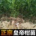 皇帝柑树苗正宗德庆皇帝柑苗贡柑苗果树苗柑橘树苗