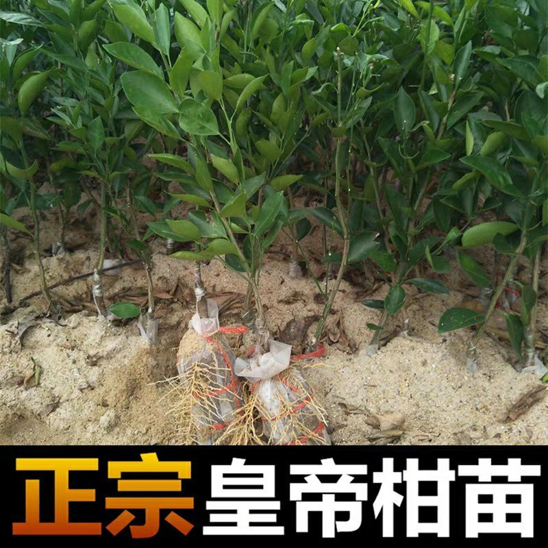 皇帝柑树苗正宗德庆皇帝柑苗贡柑苗果树苗柑橘树苗