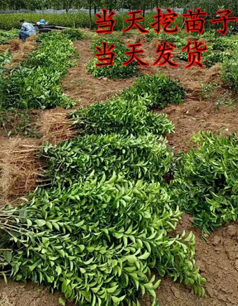 无核沃柑苗沃柑树苗嫁接橘子苗盆栽地栽苗南北方种植