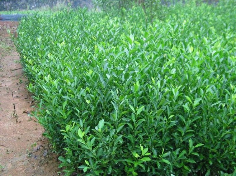 无核沃柑苗沃柑树苗嫁接橘子苗盆栽地栽苗南北方种植