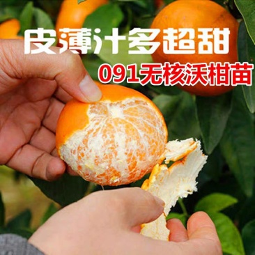 无核沃柑苗沃柑树苗嫁接橘子苗盆栽地栽苗南北方种植