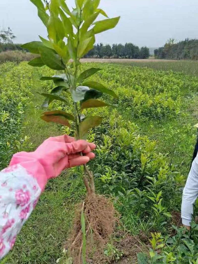 无核沃柑苗沃柑树苗嫁接橘子苗盆栽地栽苗南北方种植