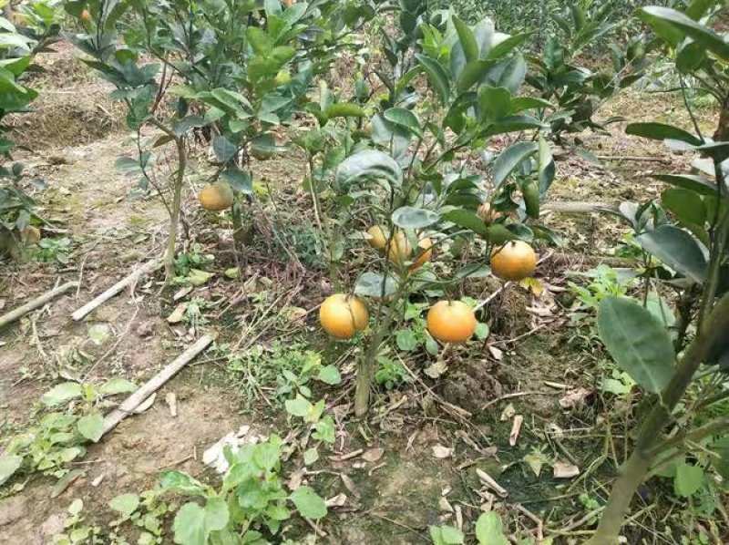 无核沃柑苗沃柑树苗嫁接橘子苗盆栽地栽苗南北方种植
