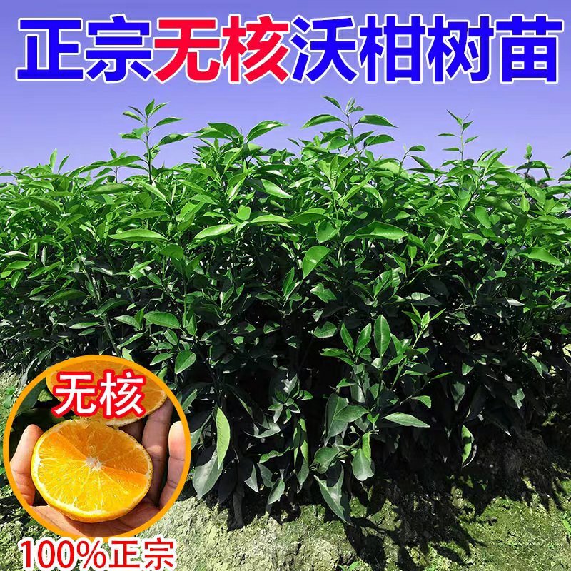 无核沃柑苗沃柑树苗嫁接橘子苗盆栽地栽苗南北方种植