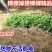 无核沃柑苗沃柑树苗嫁接橘子苗盆栽地栽苗南北方种植