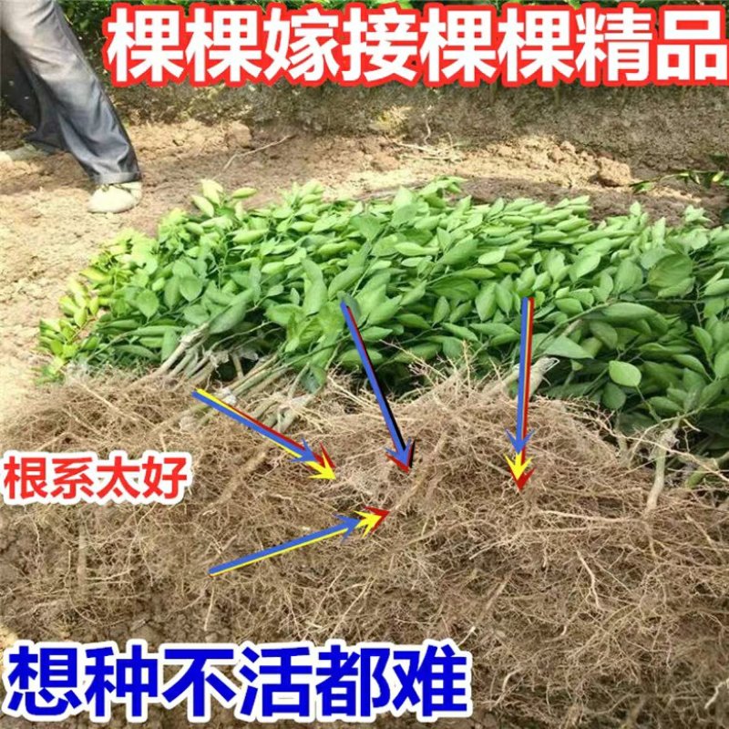 无核沃柑苗沃柑树苗嫁接橘子苗盆栽地栽苗南北方种植