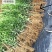 无核沃柑苗沃柑树苗嫁接橘子苗盆栽地栽苗南北方种植