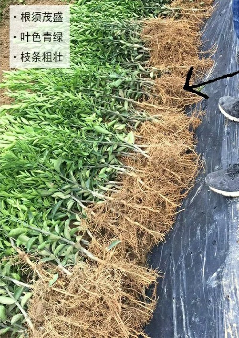 无核沃柑苗沃柑树苗嫁接橘子苗盆栽地栽苗南北方种植