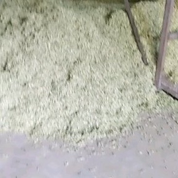 金银花