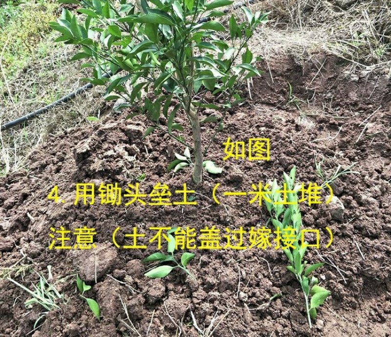 正宗早熟蜜橘苗无核橘子树苗嫁接春见柑橘桔子苗