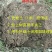 砂糖橘子树苗盆栽地栽苗南方种植桔子树苗嫁接苗