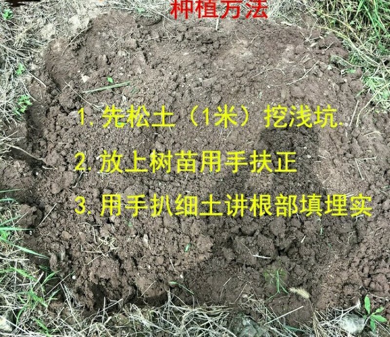 砂糖橘子树苗盆栽地栽苗南方种植桔子树苗嫁接苗