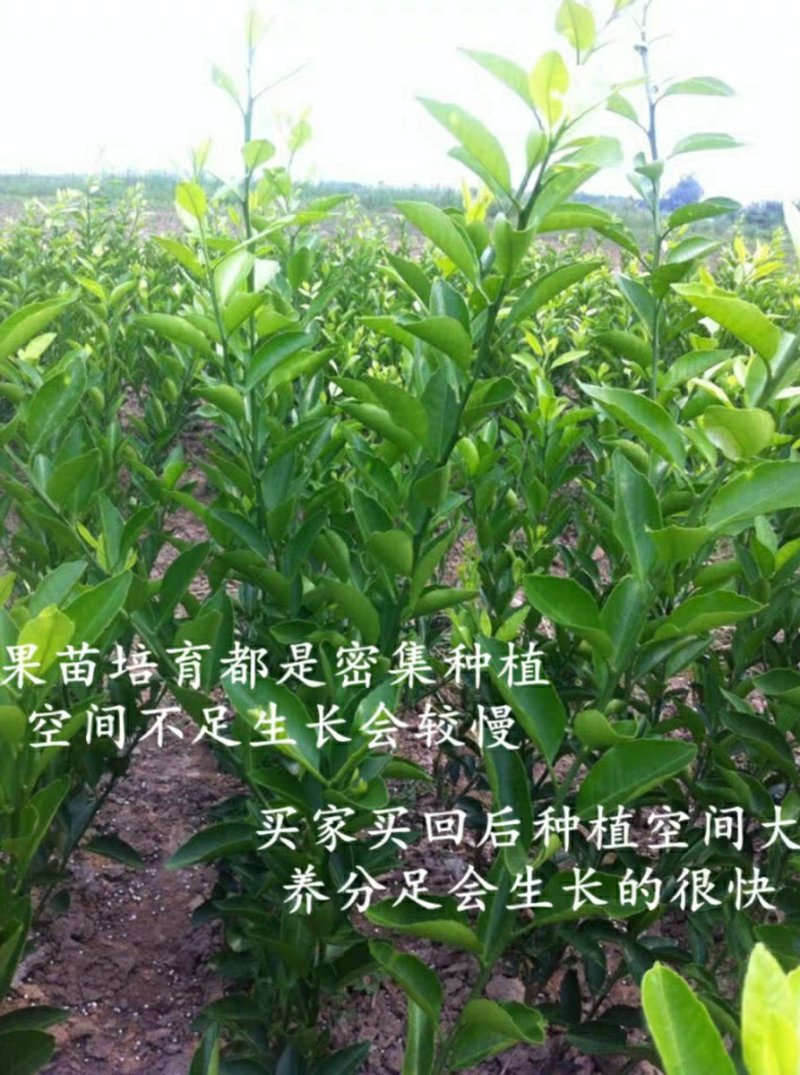 【聚便宜】正宗丑八怪橘子苗不知火丑橘树苗丑柑苗南方种植