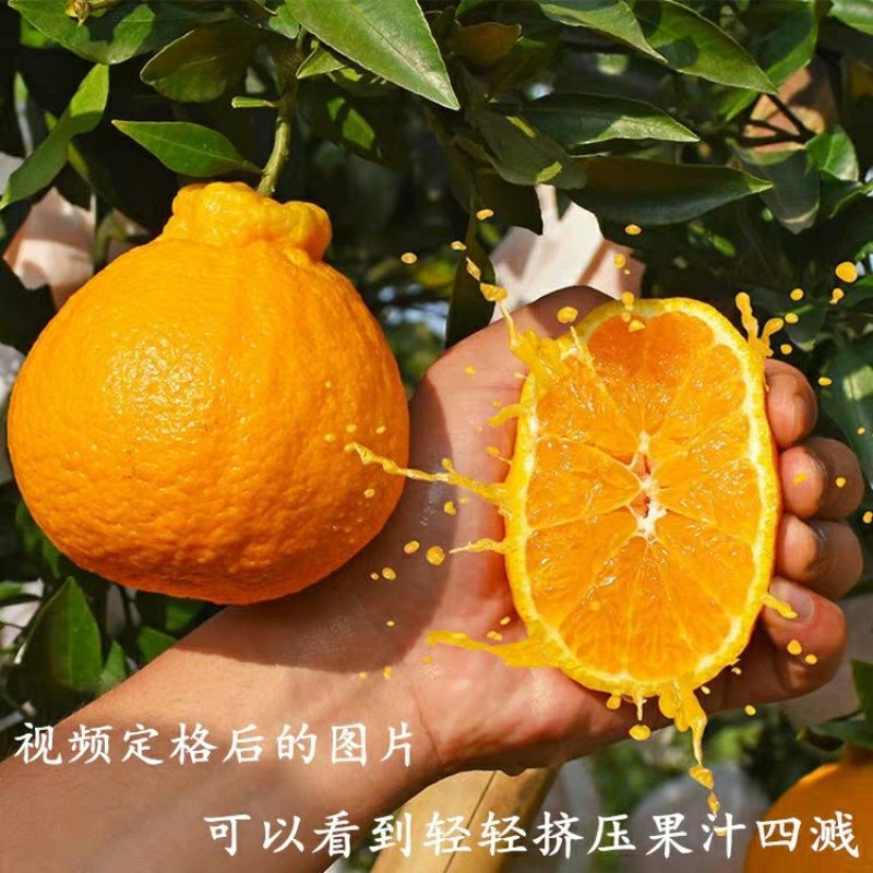 【聚便宜】正宗丑八怪橘子苗不知火丑橘树苗丑柑苗南方种植