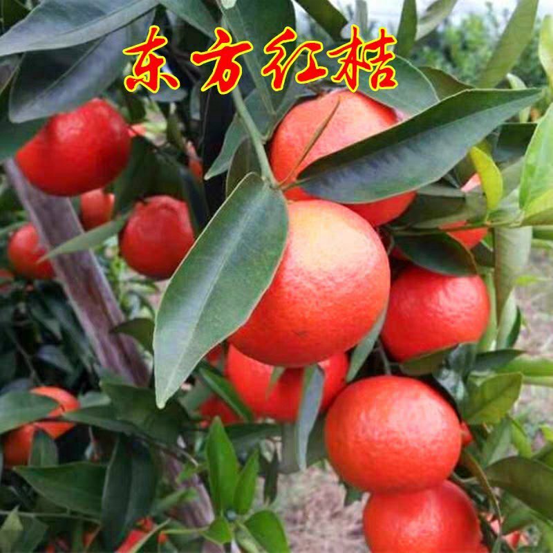 东方红桔树苗柑桔新品种嫁接桔子苗东方红桔苗南方种植