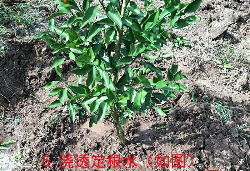 东方红桔树苗柑桔新品种嫁接桔子苗东方红桔苗南方种植