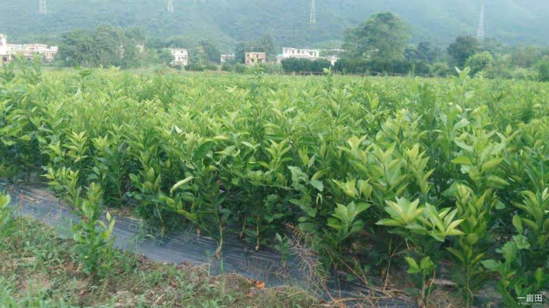 东方红桔树苗柑桔新品种嫁接桔子苗东方红桔苗南方种植