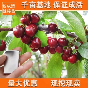 樱桃苗嫁接樱桃树苗车厘子树苗南方北方种植盆栽地栽果树当年