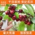樱桃苗嫁接樱桃树苗车厘子树苗南方北方种植盆栽地栽果树当年