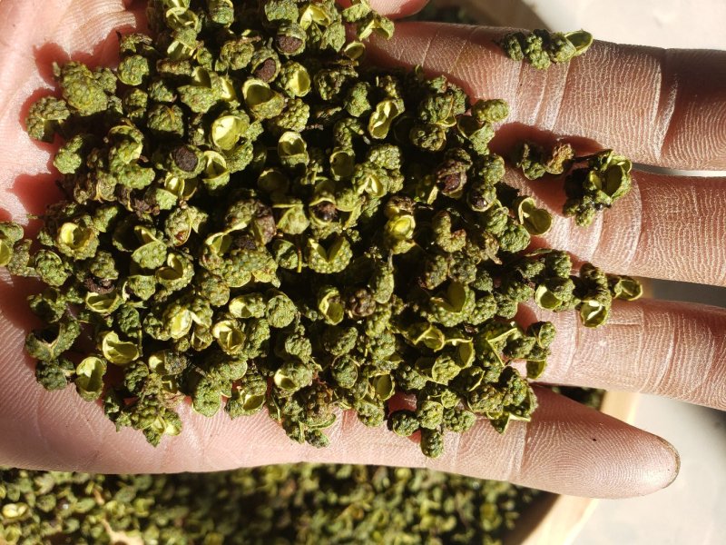 精品云南青麻椒一手货源质量保障视频看货等您来电