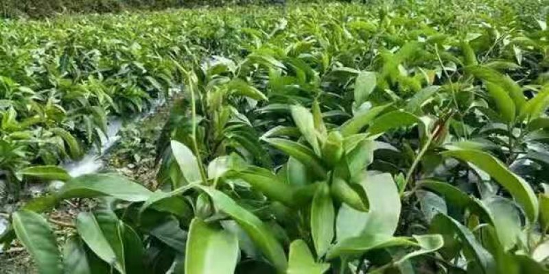 无*籽大红10株包邮布福娜苗亩产5千斤送苗包回收