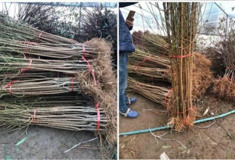嫁接李子树苗蜂糖李树苗南方北方种植早熟地栽苗盆栽苗