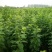 嫁接李子树苗蜂糖李树苗南方北方种植早熟地栽苗盆栽苗
