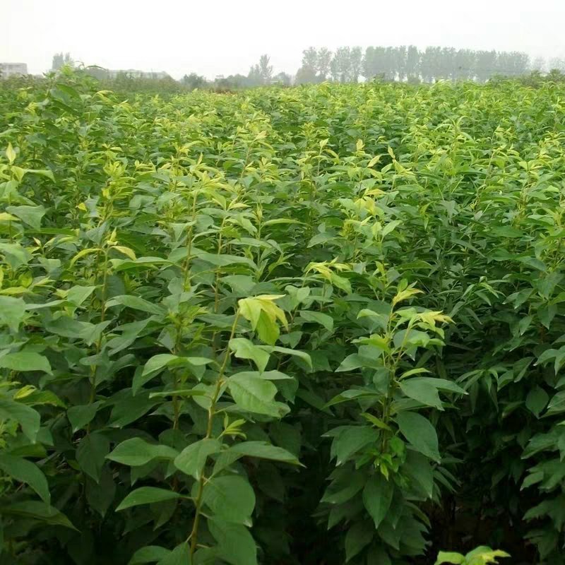 嫁接李子树苗蜂糖李树苗南方北方种植早熟地栽苗盆栽苗