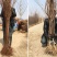 嫁接李子树苗蜂糖李树苗南方北方种植早熟地栽苗盆栽苗