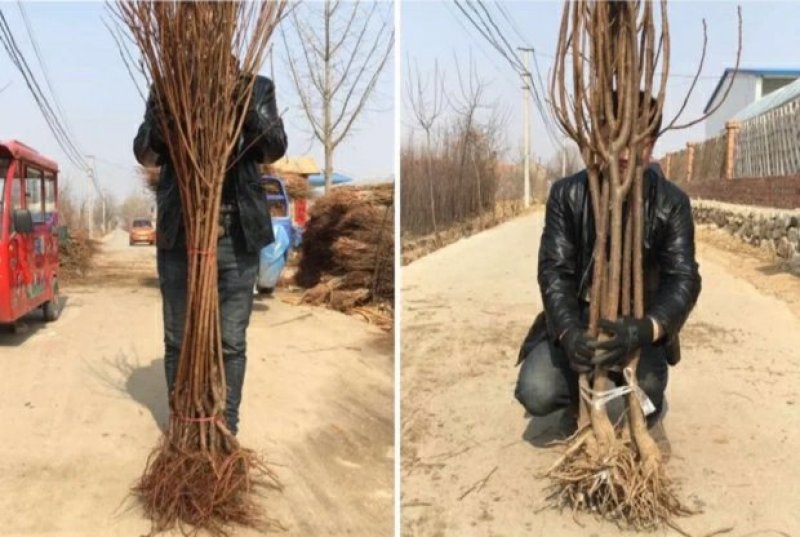 嫁接李子树苗蜂糖李树苗南方北方种植早熟地栽苗盆栽苗