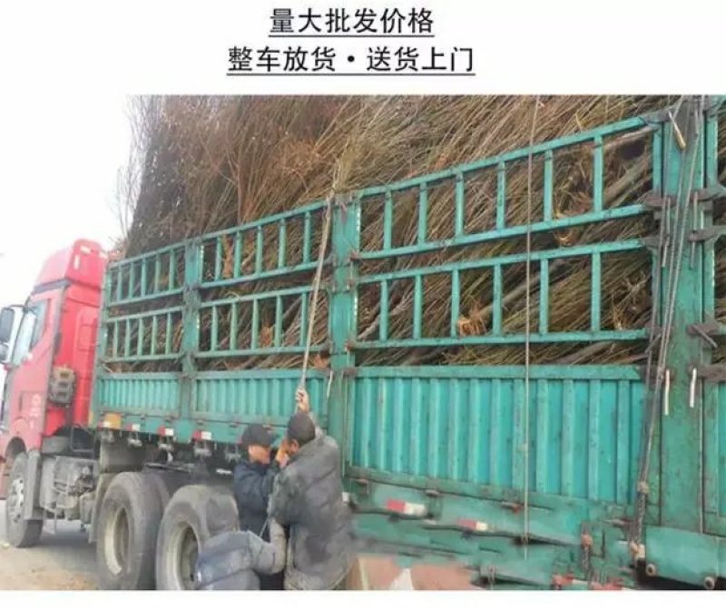 嫁接李子树苗蜂糖李树苗南方北方种植早熟地栽苗盆栽苗