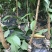 嫁接李子树苗蜂糖李树苗南方北方种植早熟地栽苗盆栽苗