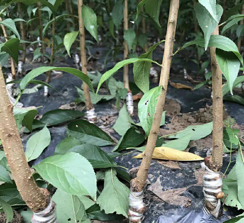 嫁接李子树苗蜂糖李树苗南方北方种植早熟地栽苗盆栽苗
