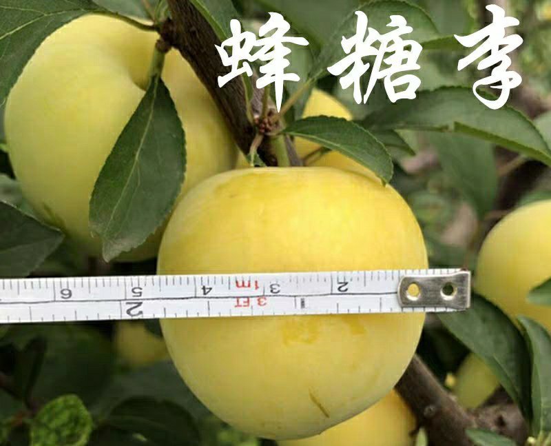嫁接李子树苗蜂糖李树苗南方北方种植早熟地栽苗盆栽苗