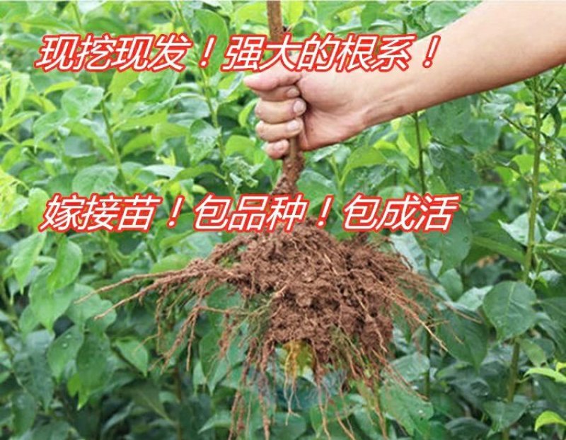 嫁接李子树苗蜂糖李树苗南方北方种植早熟地栽苗盆栽苗