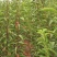 嫁接李子树苗蜂糖李树苗南方北方种植早熟地栽苗盆栽苗
